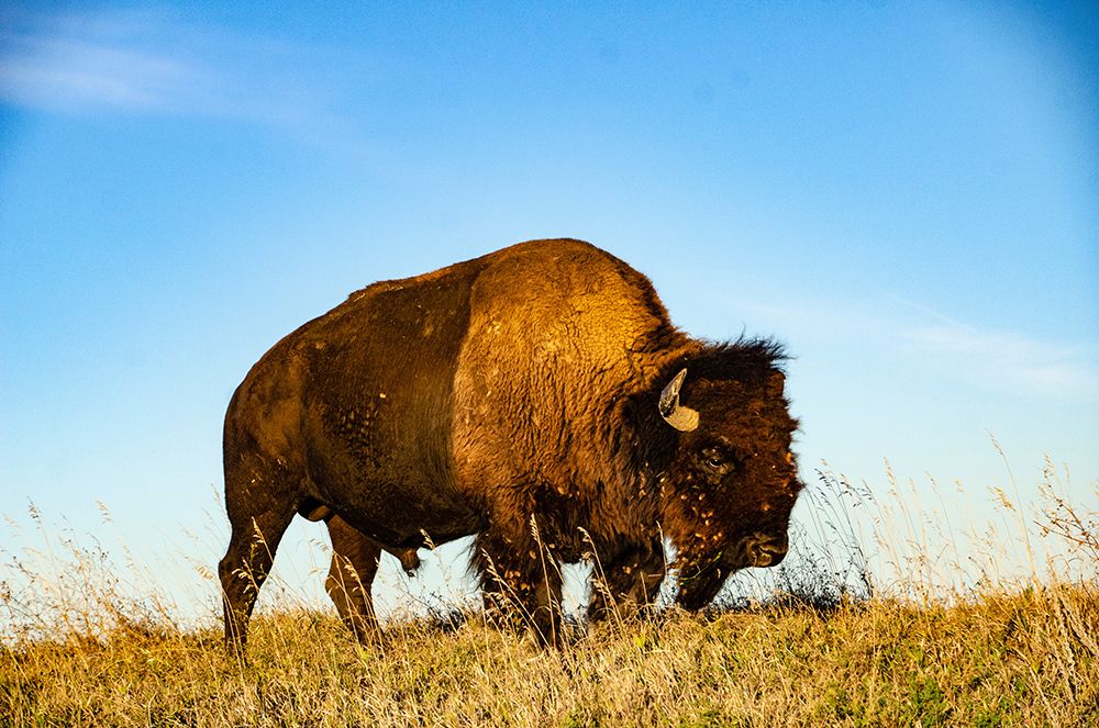 USA, South Dakota, Wall, Badlands National Park, North American Bison